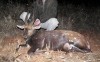 Bushbok - jedna z trudniejszych antylop