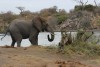 słoń przy wodopoju