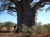 Olbrzymi baobab