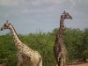 Żyrafy - z prawej stary samiec
