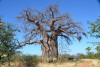 okazały baobab