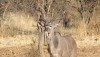 Zaciekawione Kudu