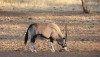 Żerujący oryx