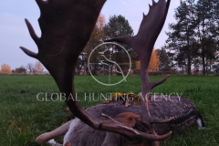 FALLOW_BUCK_POLAND_2