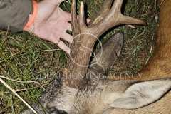 ROE_BUCK_POLAND_5